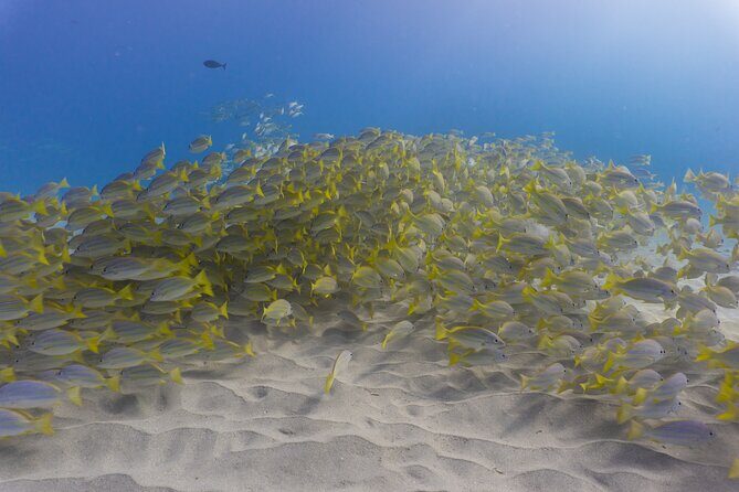 Scuba Dive at Electric Beach - The Pre-Dive Experience: Safety and Briefing
