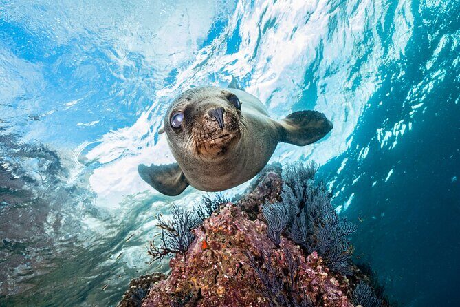 Scuba Dive in La Paz: Sea Lions, Turtles, Fish Schools and Wrecks - Wildlife Encounters and Marine Highlights