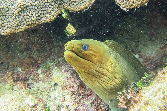 Scuba Dive in the best reefs in the Riviera Maya 2 tanks - The Experience: What to Expect