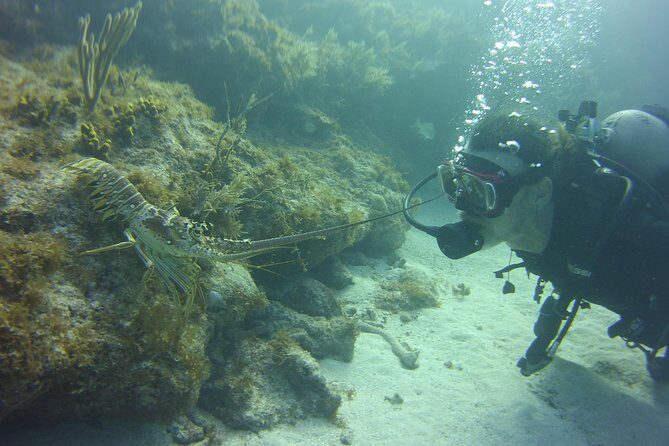 SCUBA Dive Key Largo Reef (min 6 divers) - Why This Tour Offers Great Value
