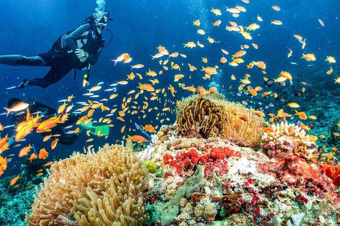 Scuba dive with sharing transfers - Why This Tour Offers Solid Value