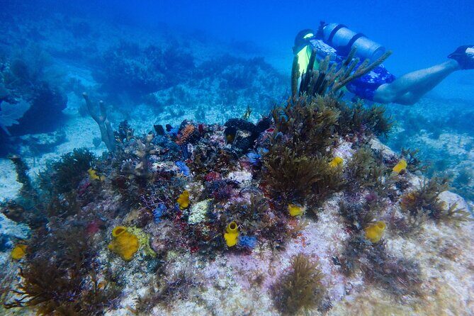 Scuba Diver Certification Course - The Authentic Experience: What Travelers Say
