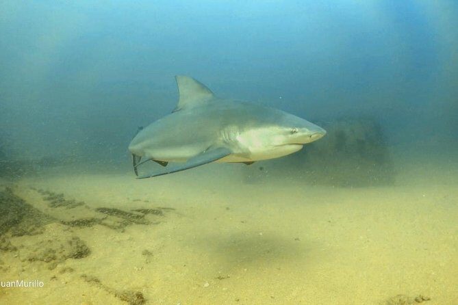 Scuba Diving adventure Cabo pulmo - What to Expect on the Itinerary