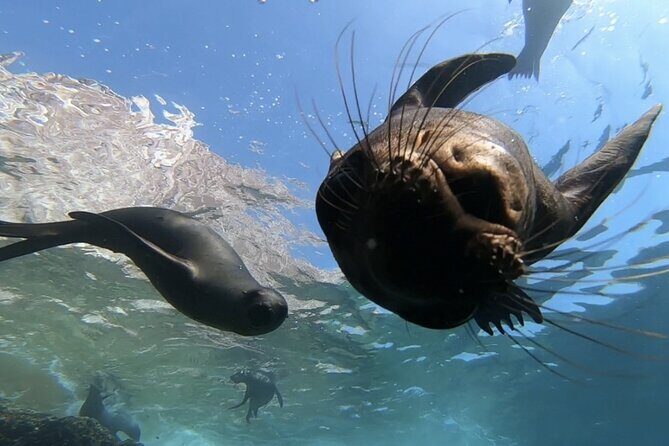 Scuba Diving Adventure in La Paz - Practical Details and Tips for Participants