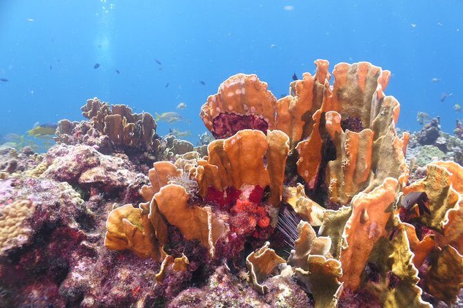Scuba Diving Adventure WITHOUT CERTIFICATION! Try it today! - The Itinerary in Detail