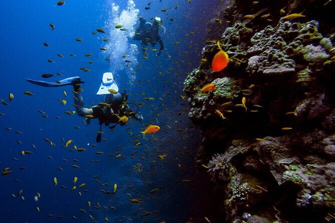 Scuba Diving at Jumeirah Dubai with Private Transfers - The Experience’s Highlights