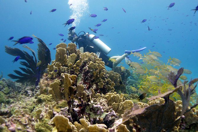 Scuba diving at MUSA the underwater museum for certified divers - A Closer Look at the Experience
