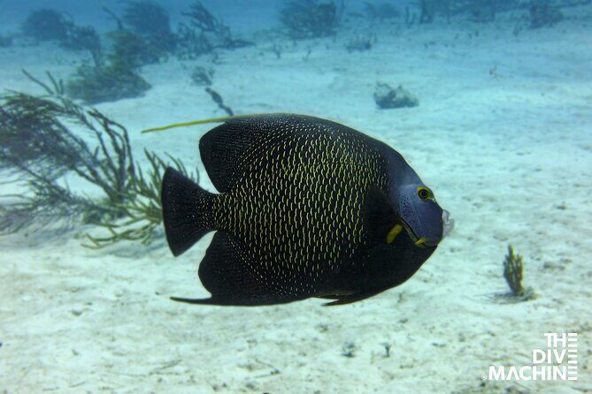 Scuba Diving for Beginners Playa del Carmen or Tulum - The Marine Environment: What Youll See
