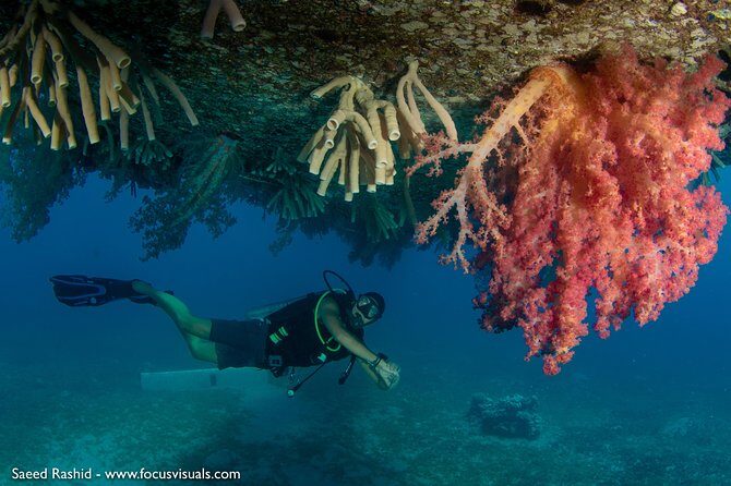 Scuba Diving for Certified Divers - What to Expect on the Tour