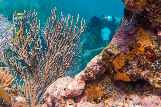 Scuba Diving in Cozumel Island - The Value of This Tour