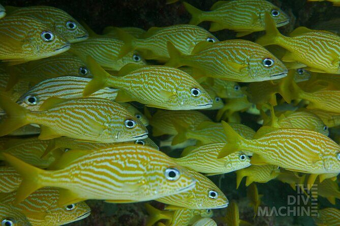 Scuba Diving in Cozumel or Playa del Carmen with Certificates - Practical Details and Value