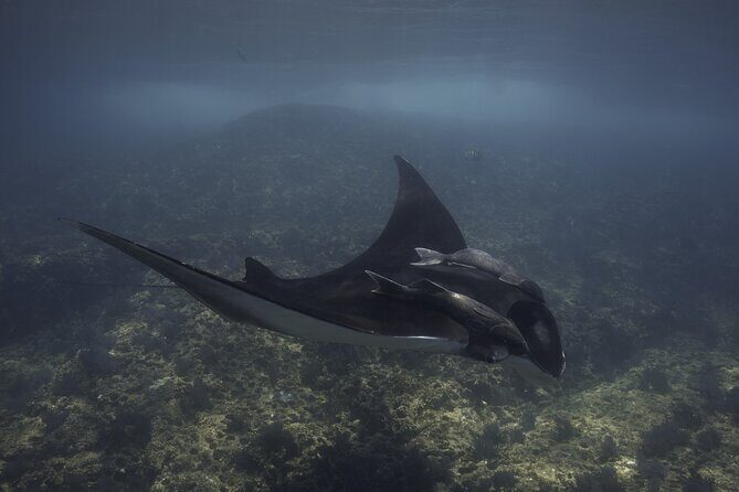 Scuba Diving in La Paz Private Tour - The Sum Up