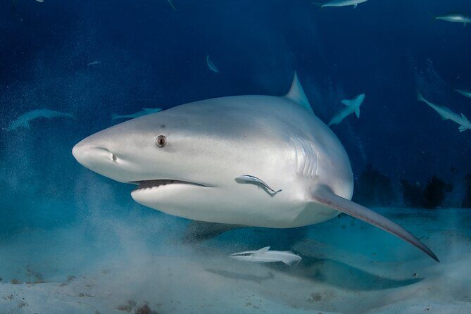 Scuba Diving in Playa del Carmen for Small Groups - FAQ