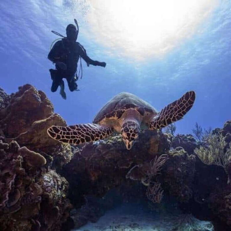 Scuba Diving Playa del Carmen: PADI Open Water Certification - What You Can Expect from This Course