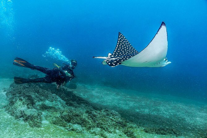 Scuba Diving with a 5-Star PADI Center in Puerto Vallarta - Practical Details and Tips
