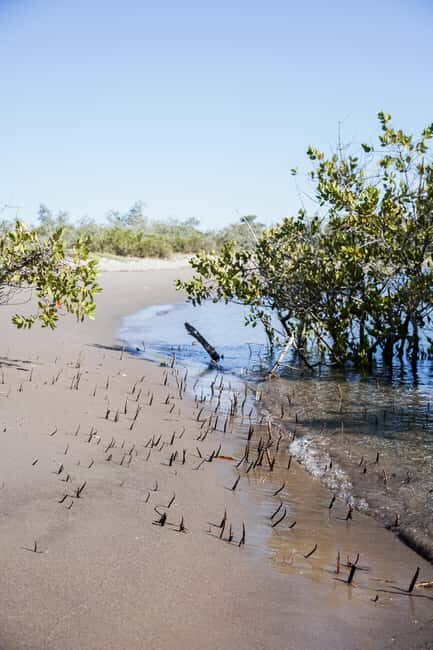 Sea Kayak Tour - Mangrove Safari - Detailed Breakdown of the Itinerary