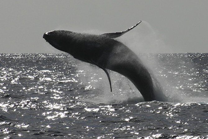 Sea Kayak Whale Watching - Introducing the Sea Kayak Whale Watching Tour in Kauai