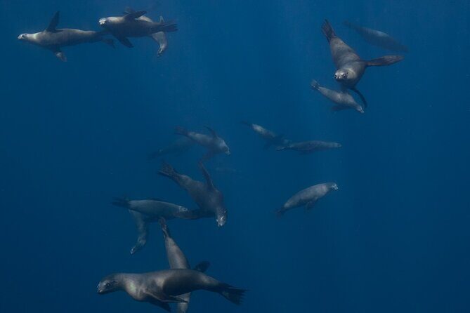 Sea Lion Snorkel Adventure at Espíritu Santo Island - Who Will Love This Tour?