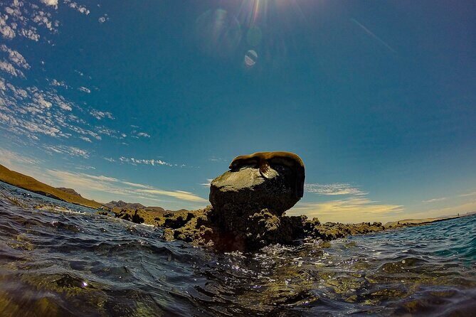 Sea Lion Snorkeling & Island Beach Picnic Espíritu Santo Tour - Why This Tour Offers Great Value