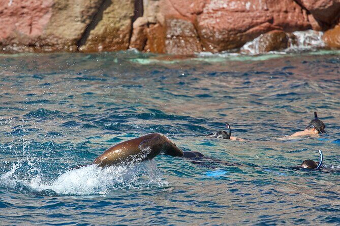 Sea Lions & Mega-Paddleboard Tour in Espiritu Santo - The Value of the Experience