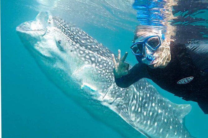 Sea of Cortez Combo: Whale Sharks, Sea Lions & Balandra Beach - Who Will Love This Tour?
