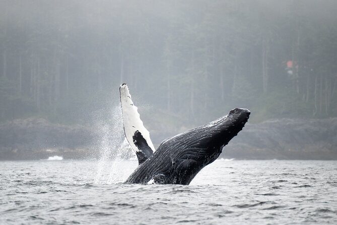 Sea Otter and Whale Watching Tour on Northern Vancouver Island - The Practicalities: What You Need to Know