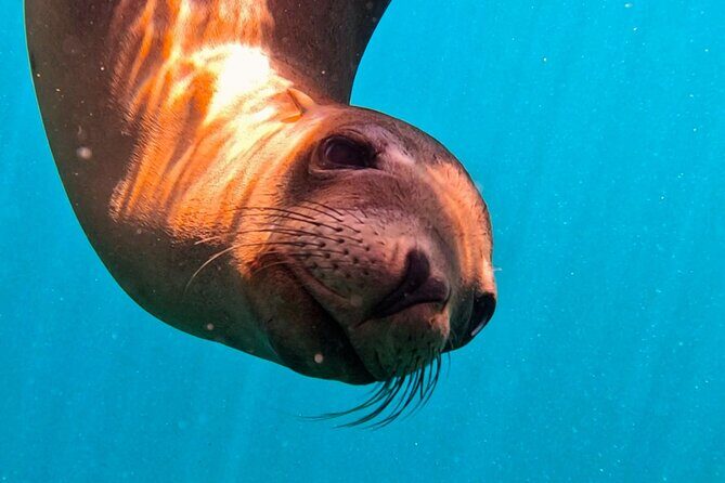 Sea Safari - Explore All The Wonders of The Sea of Cortez - Final Words: Who Should Book This Tour?