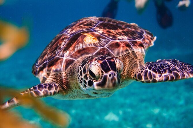 Sea turtle and cenotes half day Snorkeling Tour from Riviera Maya - Exploring the Cenotes