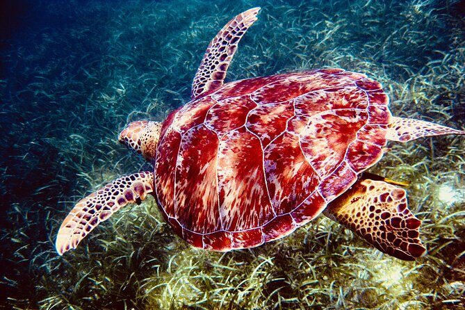Sea Turtle Sanctuary In Akumal With Cenotes - Who Should Consider This Tour?