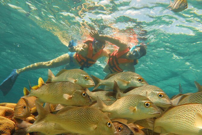 Sea Turtle Snorkeling Ecofriendly Tour from Cancun & Riviera Maya - What the Tour Offers