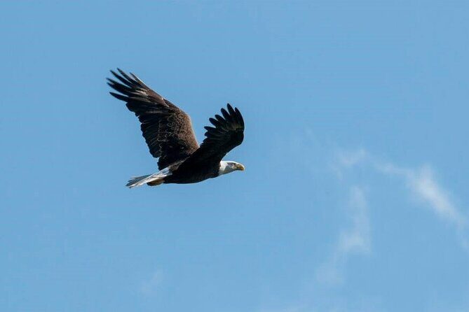 See Crystal River - National Wildlife Refuge Sightseeing Cruise - Who Should Consider This Tour?