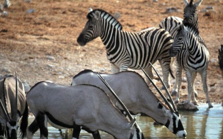 Self drive Aquila Safari Game Reserve Afternoon Game Drive - The Value of Your Ticket