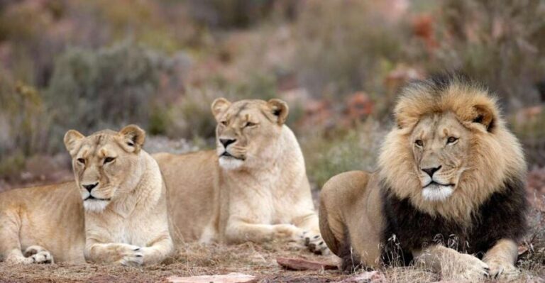Self drive Aquila Safari Reserve Early Morning Game Drive - Who Should Consider This Safari?
