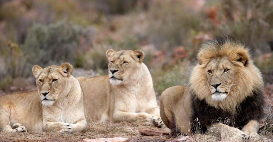 Self drive Aquila Safari Reserve Early Morning Game Drive - Who Should Consider This Safari?