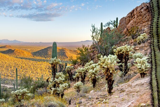 Self Guided Driving Audio Tour of Saguaro National Park - Who This Tour Is Perfect For