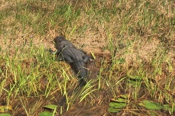 Semi-Private 1-Hour Airboat Tour of Miami Everglades - The Sum Up