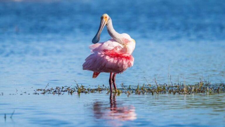Semi-Private Everglades Tour from Miami Or Fort Lauderdale - Who Will Love This Tour?