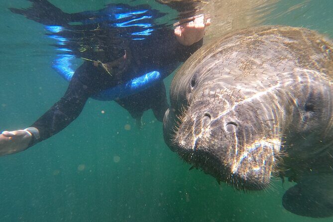Semi-Private Manatee Swim Tour With In-Water Guide/Photographer - What Sets This Tour Apart?