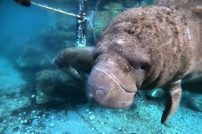 Semi Private Manatee Swim Tour - Who is This Tour Best For?