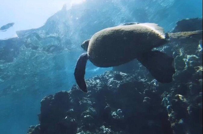 Semi -Private Snorkel Escursions in Lahaina, Maui - Why This Tour Offers Good Value