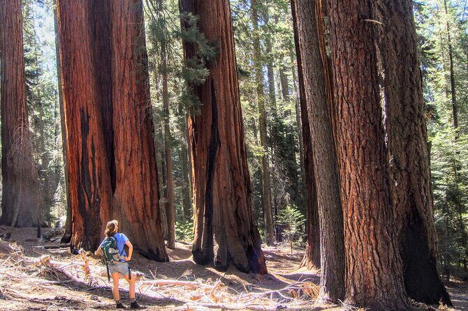Sequoia National Park Private Tour