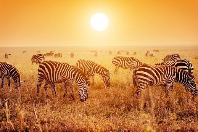 SERENGETI NATIONAL PARK Tour - Authentic Experiences and Real Traveler Feedback