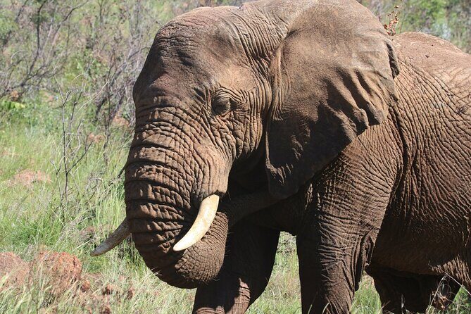 Serengeti & Ngorongoro 3 Days Budget Safari - What the Tour Includes and What It Means for You