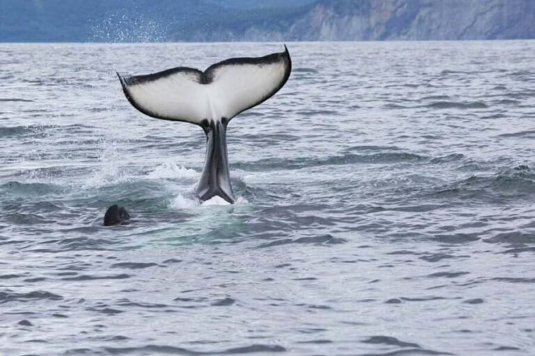 Seward: Kenai Fjords National Park Glacier & Wildlife Cruise - Why This Tour Offers Great Value