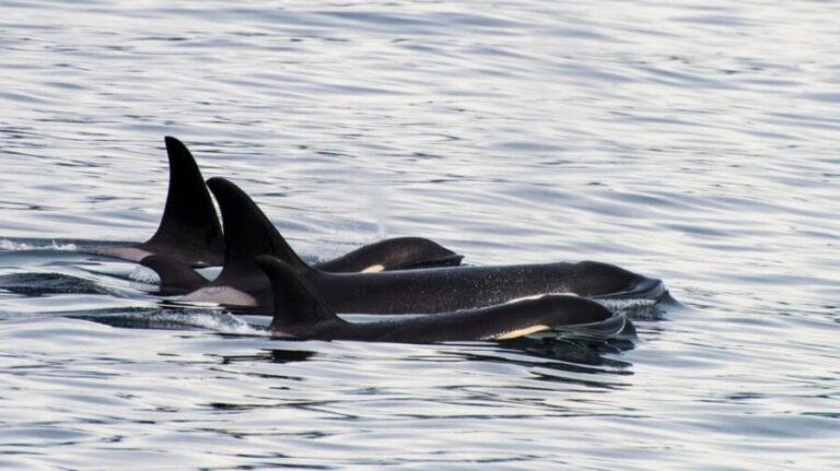 Seward: Resurrection Bay Orca Quest Cruise - Itinerary Breakdown: What to Expect