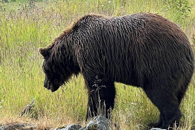 Seward to Anchorage transfer with National Park hike and AWCC - What Do Travelers Say?