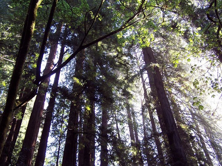 SF: Guided Muir Woods Tour & Hop-On Hop-Off Tour (Save 15%) - Pricing and Value