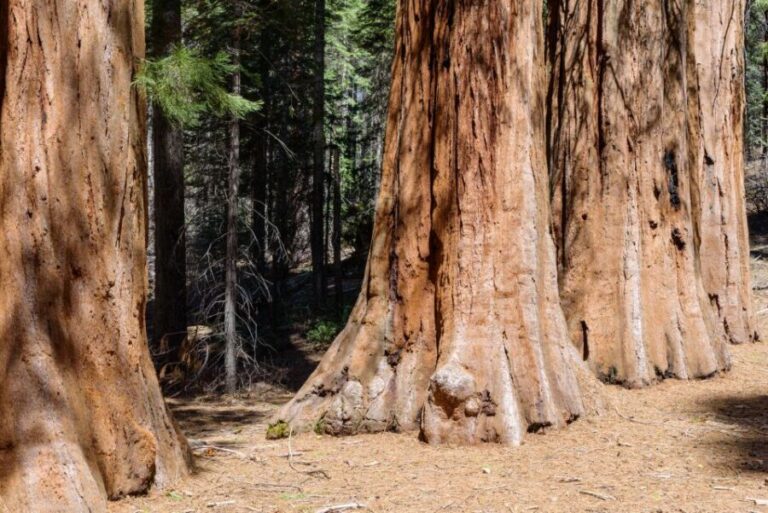 SF: Muir Woods, Sausalito, Golden Gate Bridge Private Tour - The Practical Side: What You Should Know