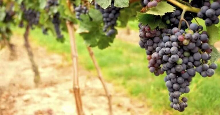 SF: Napa & Sonoma Wine Tour & Hop-on Hop-off Tour (Save 15%) - The City Tour: Highlights and Practicalities