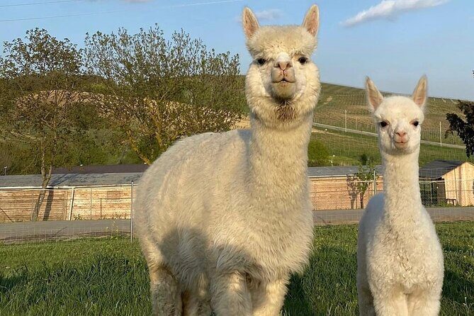 Shamakhi Alpaca Private Tour - The Scenic Drive: Roads Less Traveled